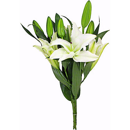Oriental Lillies 015*505