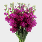 Stock 16*02