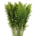 SOLIDAGO