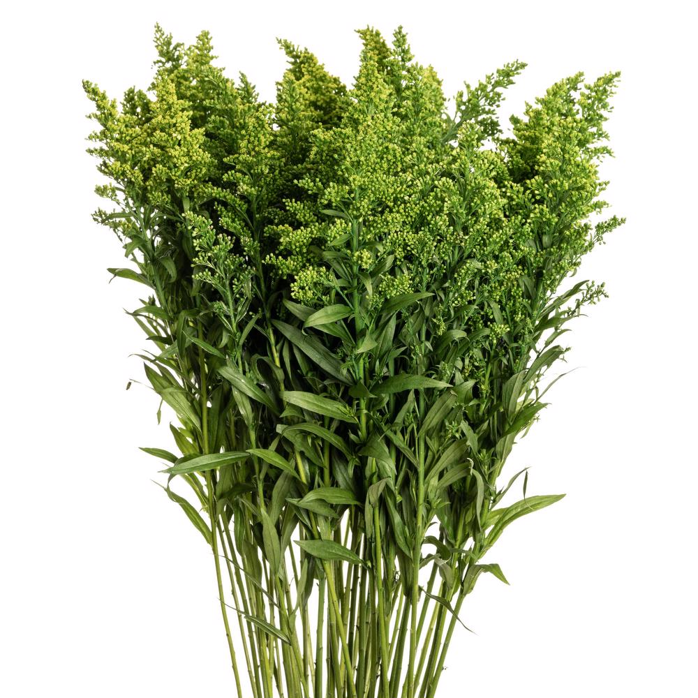 SOLIDAGO