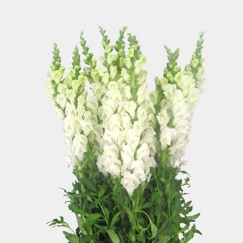 Snap Dragon 16*002