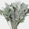 Dusty Miller 1546