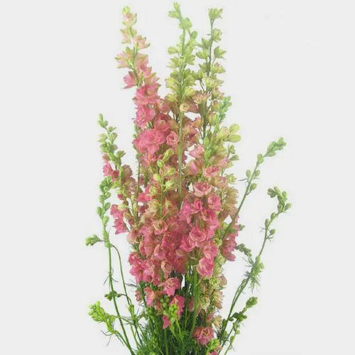 Larkspur 1501