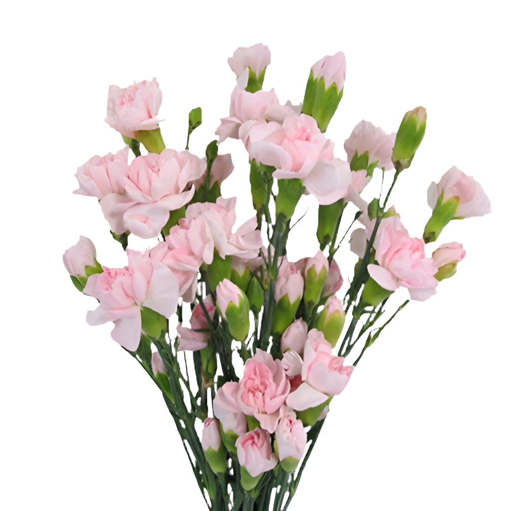 Mini Carnation 32*903