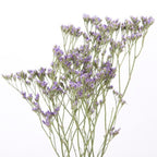 Limonium 14*504