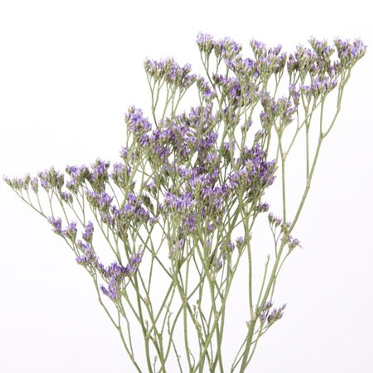 Limonium 14*504