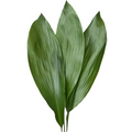 Aspidistra 23*805
