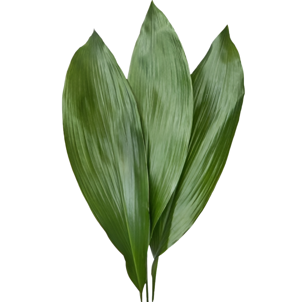 Aspidistra 23*805
