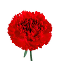 Fancy Carnation 06*208