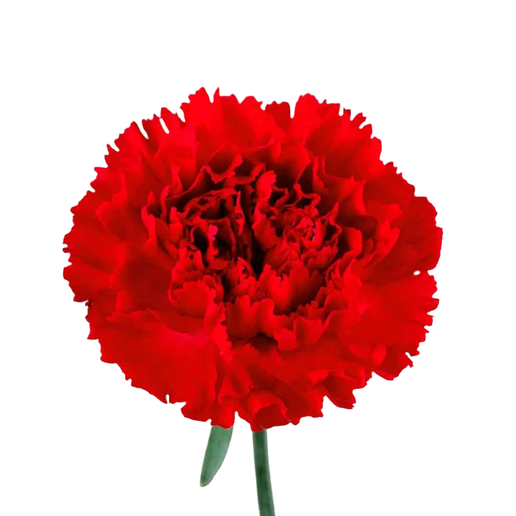 Fancy Carnation 06*208