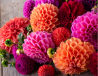 Dahlia 23*105