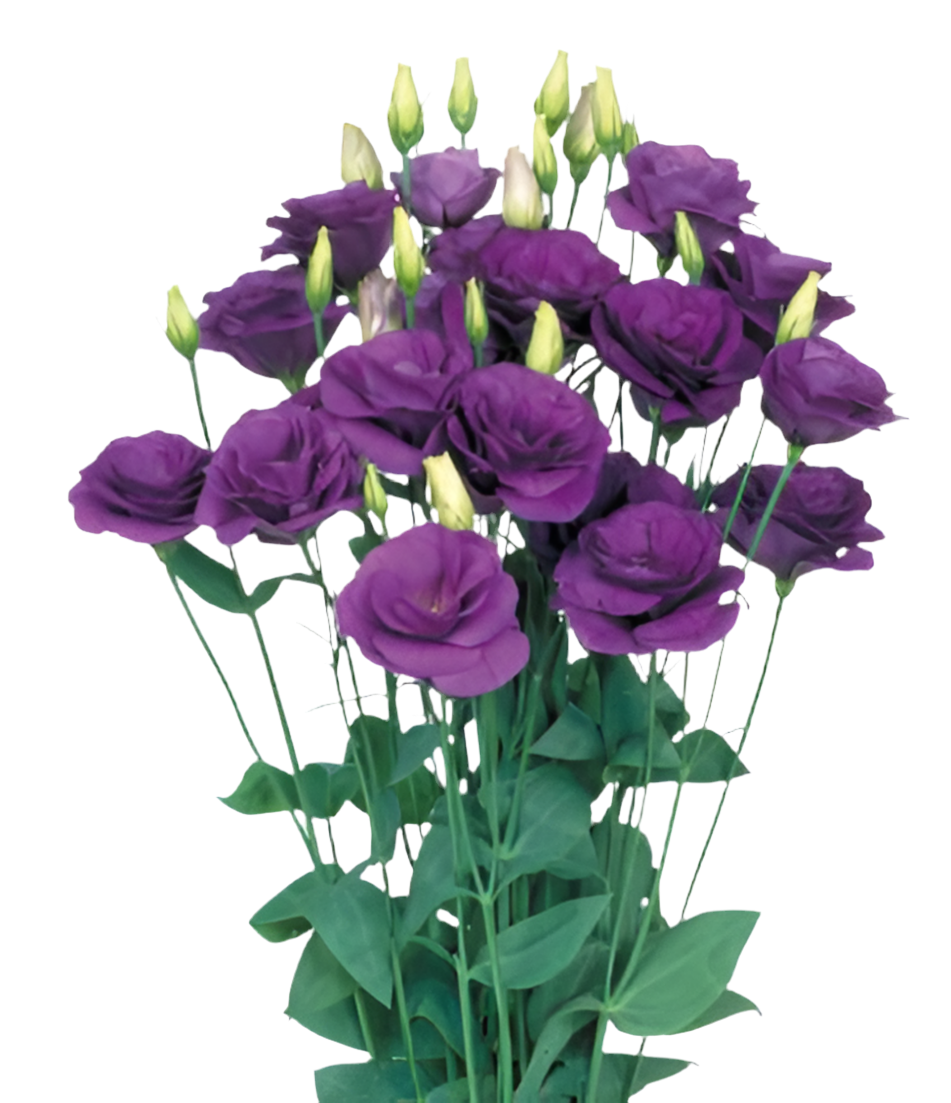 Lisianthus 17*02