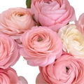 Ranunculus 17*502