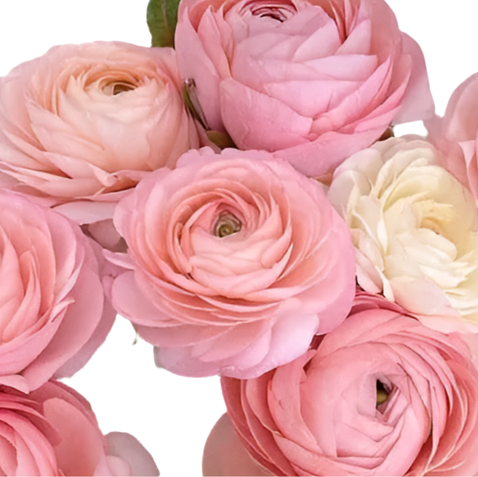 Ranunculus 17*502