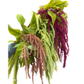 Amaranthus 1463