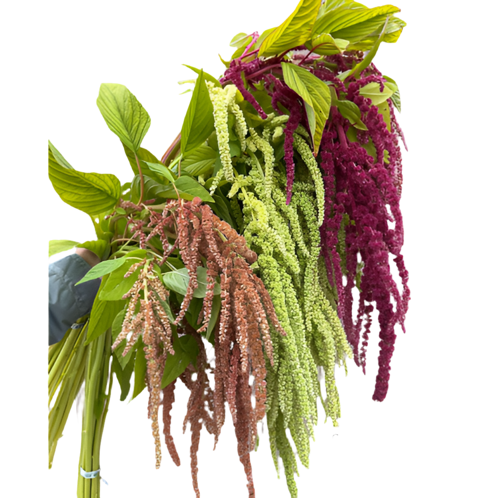 Amaranthus 1463