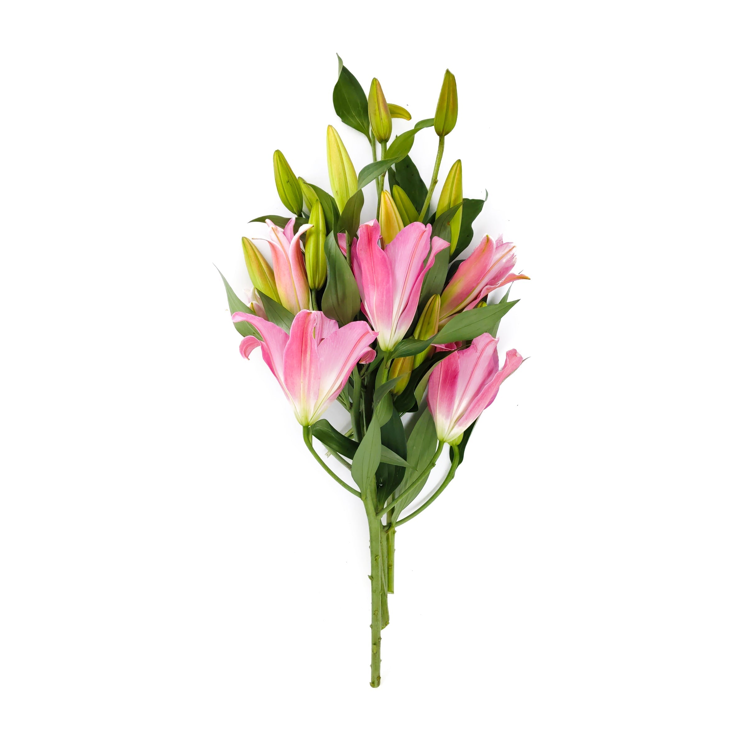 Oriental Lillies 015*505