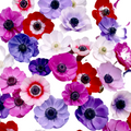 Anemone 09*000