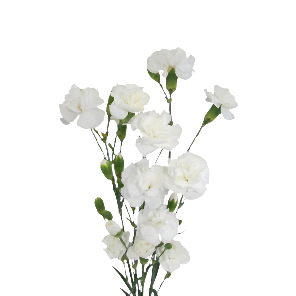 Mini Carnation 32*903