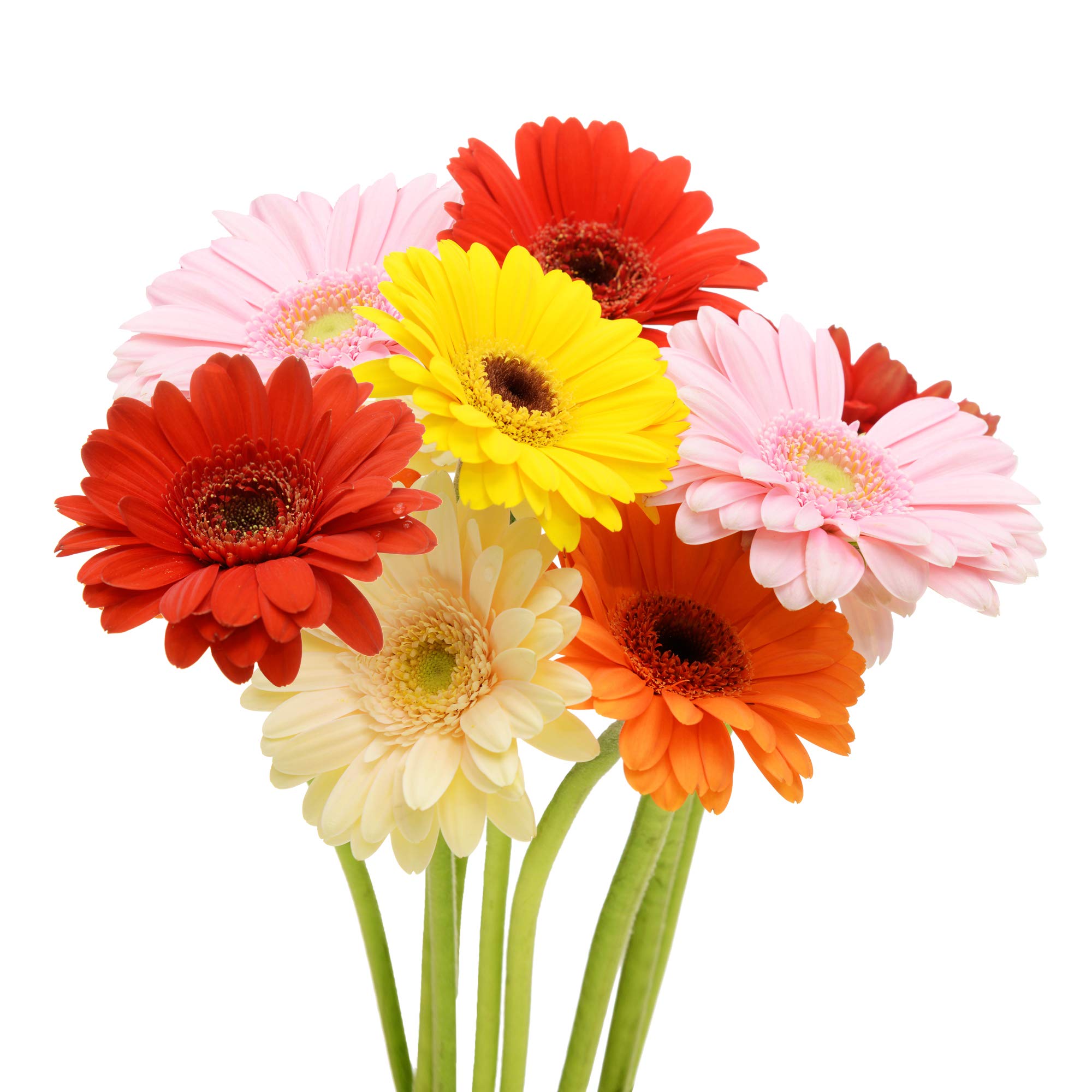 Gerbera 25*82