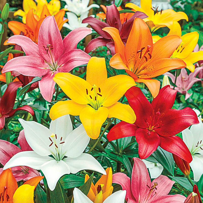 Asiatic lilies 37*07