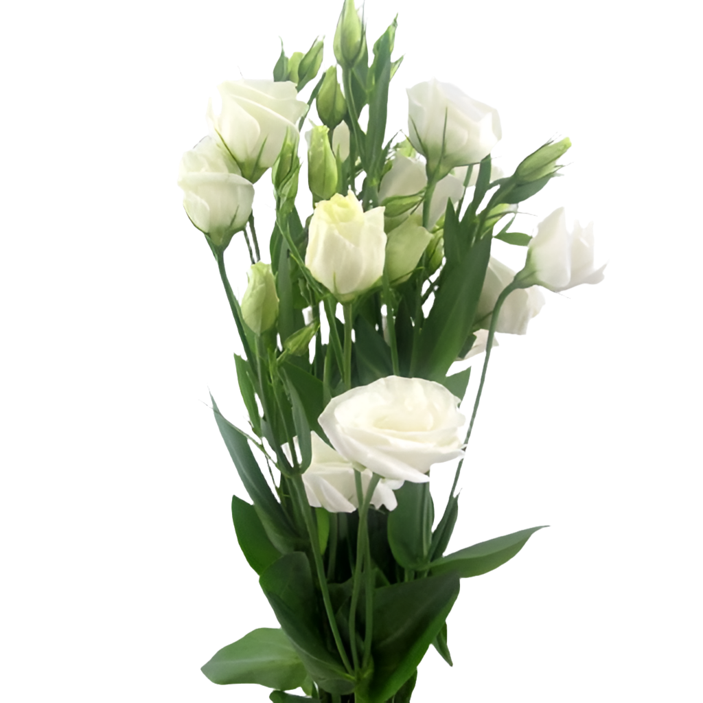 Lisianthus 17*02