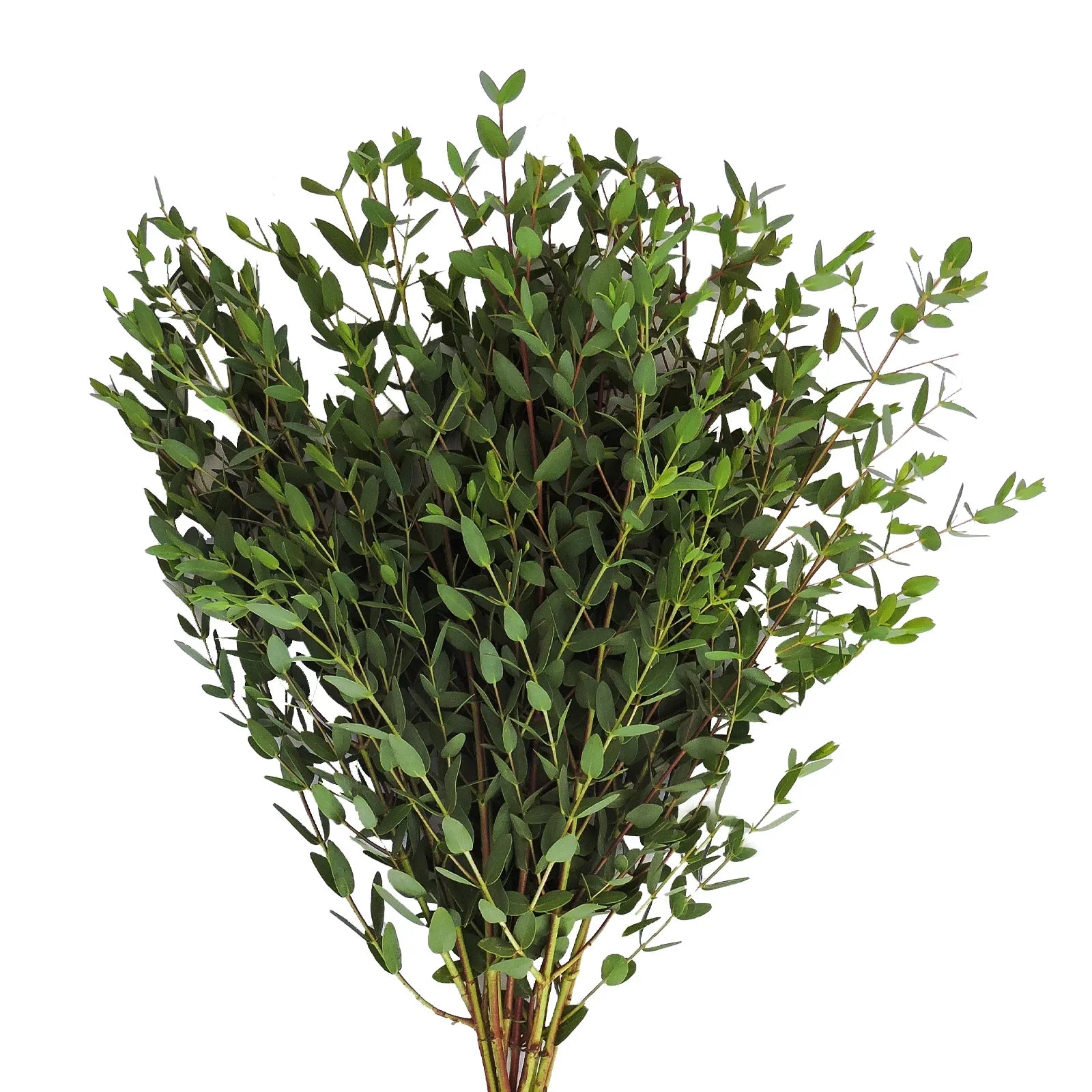 Parvifolia 32*506