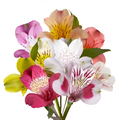 Alstromeria 14*000