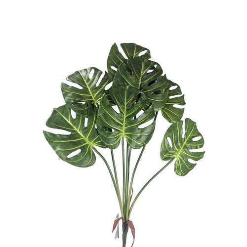Monstera 25*201