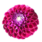 Dahlia 23*105