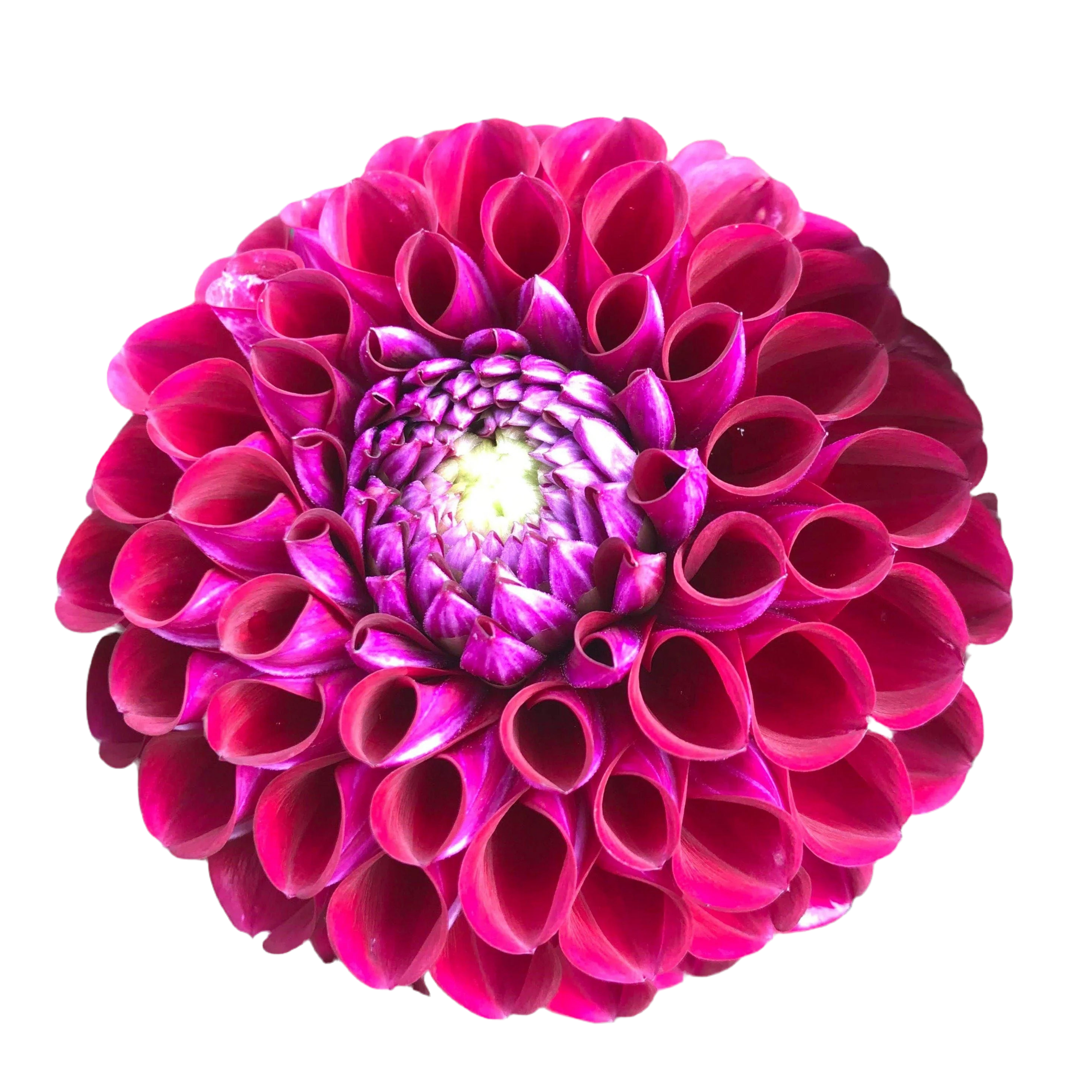 Dahlia 23*105