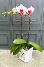Phalaenopsis Orchids 2445 - store