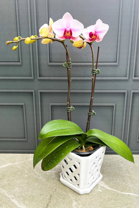 Phalaenopsis Orchids 2445 - store