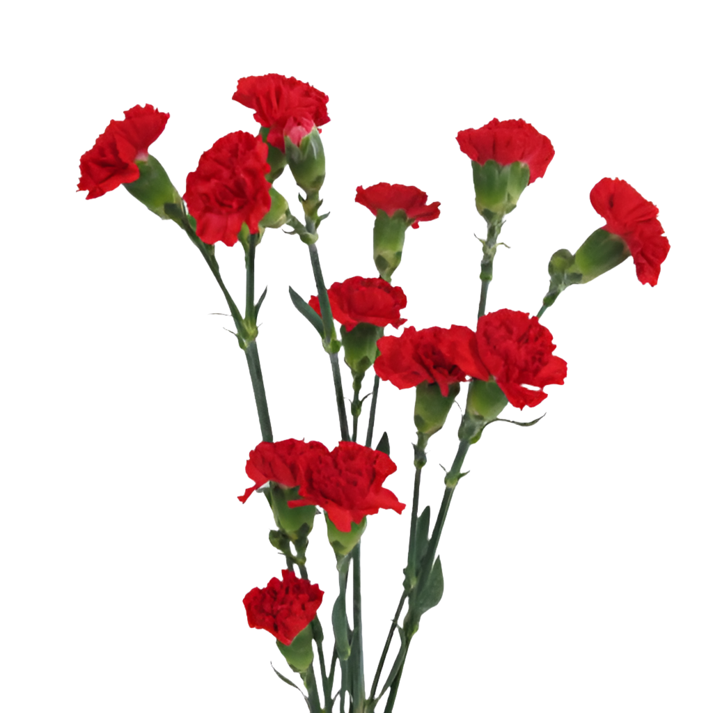 Mini Carnation 32*903