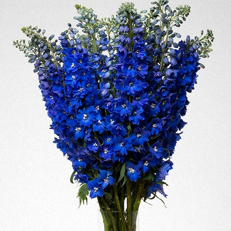 Delphinium 16*52