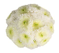 Pom Pom 22*503