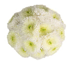 Pom Pom 22*503