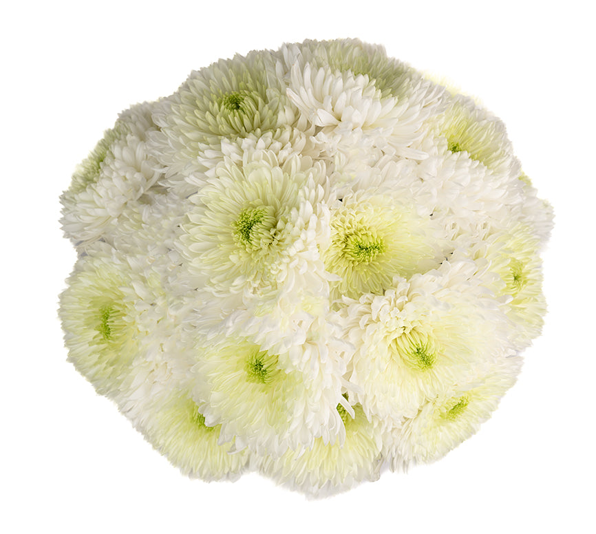 Pom Pom 22*503