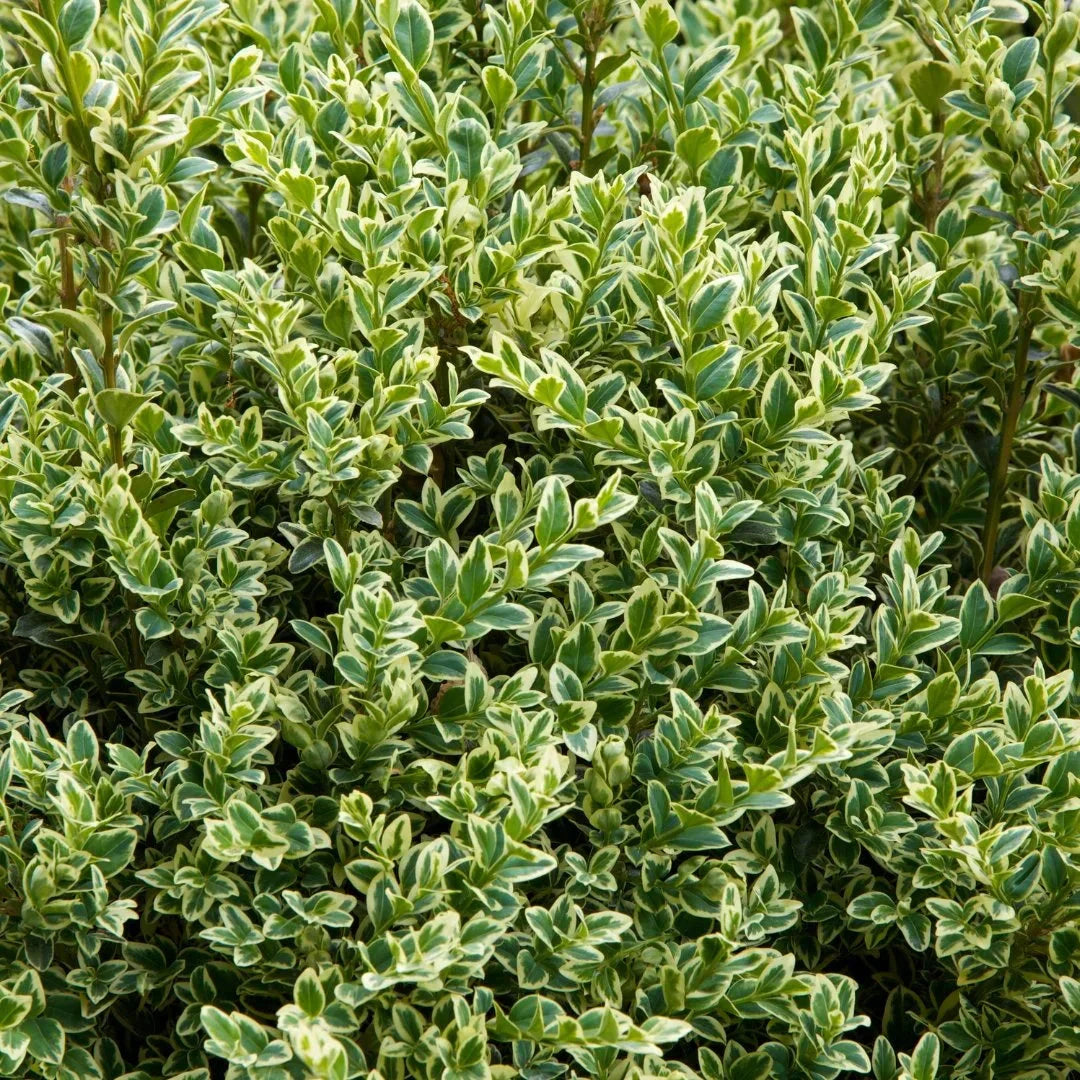 Ligustrum 25*001