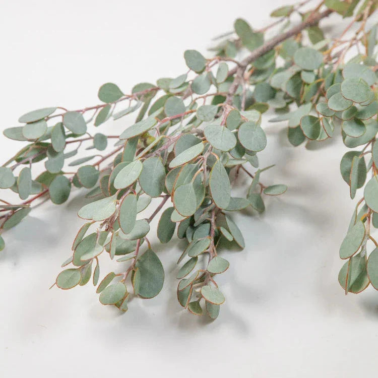 Gumdrop Eucalyptus 13*708