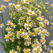 Chamomile 15*002