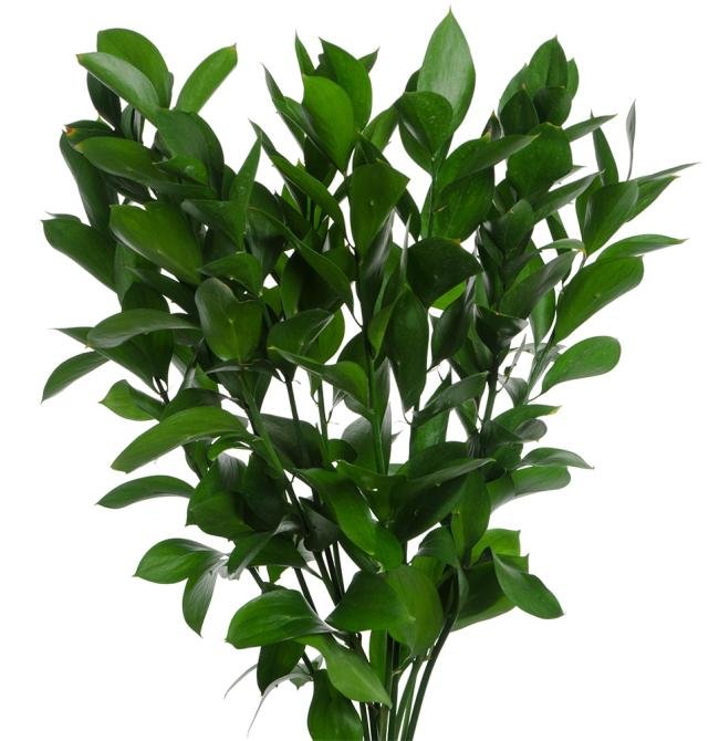 Israeli Ruscus 32*700