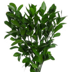 Israeli Ruscus 32*700