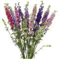 Larkspur 1501