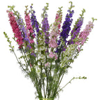 Larkspur 1501