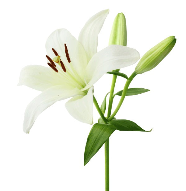 Asiatic lilies 37*07