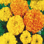 Marigold 21*508