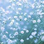 Gypsophilia Small Bouquet 0000