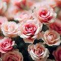 Spray Roses 19*006