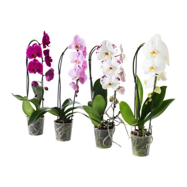 Phalaenopsis Orchids 2445 - store